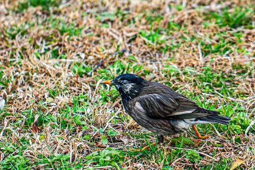Photo, starling, pasqueflower, birdie, 