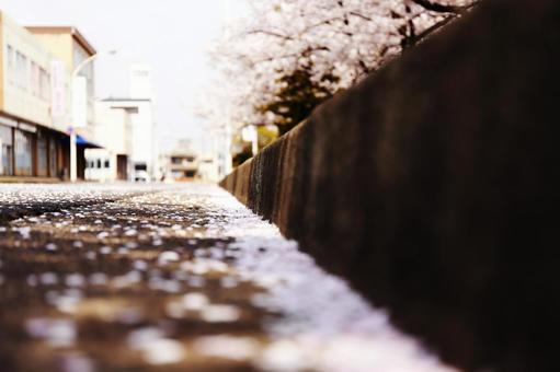桜 桜の写真