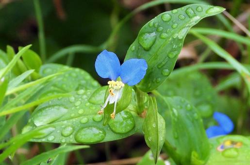 草花と水 草花と水の写真
