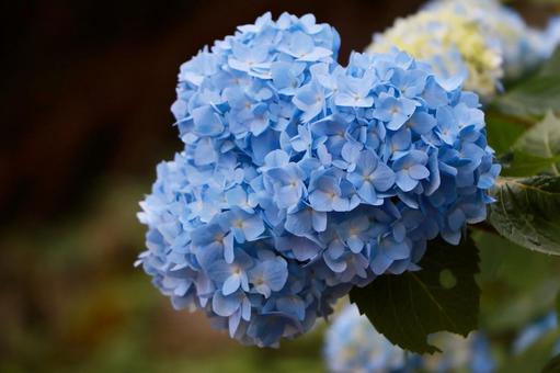 ハートの紫陽花 ハートの紫陽花の写真