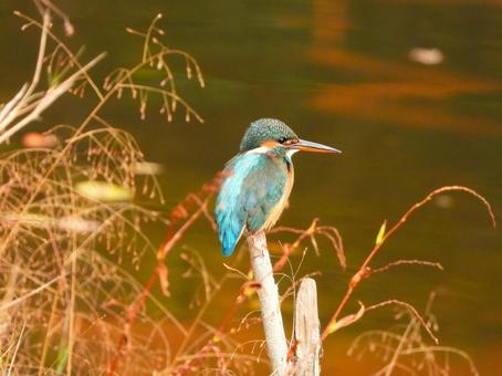 紅葉の映る水面上にとまるカワセミ4 カワセミ,鳥,鳥類の写真素材