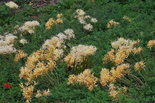 [Photo of cluster amaryllis] Scenery of cluster amaryllis blooming, JPG