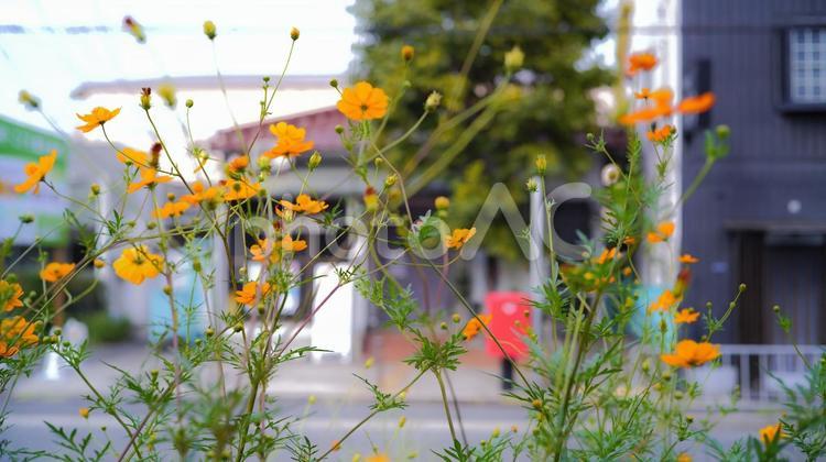 キバナコスモスと田舎の郵便ポスト 花,自然,植えるの写真素材