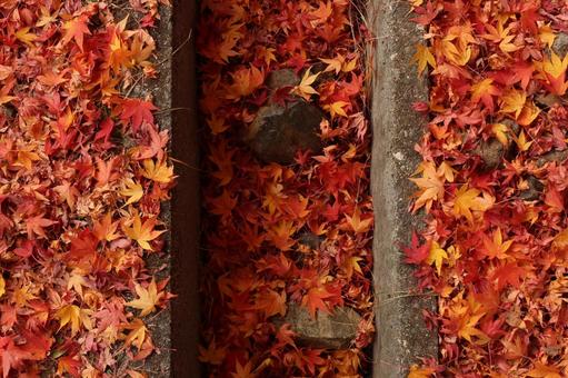 落ち葉 紅葉,11月,赤の写真素材