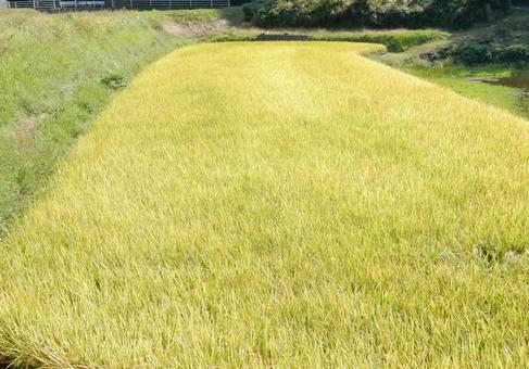 【風景写真】秋の田んぼの風景 【風景写真】秋の田んぼの風景 田んぼ,水田,田の写真素材