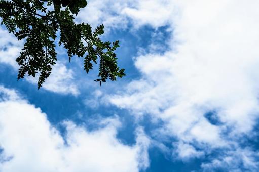 快晴の青空と葉っぱのシルエット 快晴の青空と葉っぱのシルエットの写真
