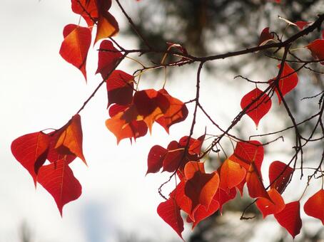 紅葉のイメージ 紅葉のイメージの写真