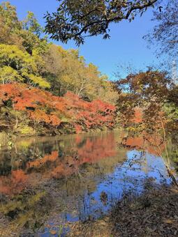 紅葉 紅葉,紅葉狩り,秋の風景の写真素材