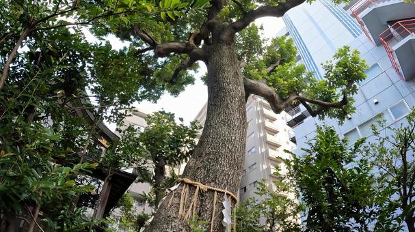 東京都足立区綾瀬４丁目　綾瀬稲荷神社 東京,足立区綾瀬,綾瀬稲荷神社の写真素材