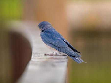 柵にとまるツバメ 柵にとまるツバメ ツバメ,燕,野鳥の写真素材
