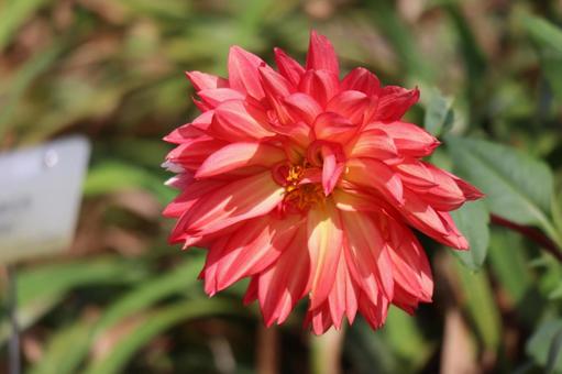 赤い花びらのダリアの花のアップ 赤い,花びら,ダリアの写真素材