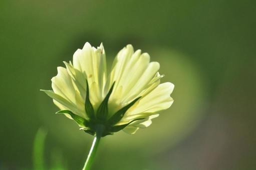 Photo, cosmos, autumn cherry blossoms, yellow, 