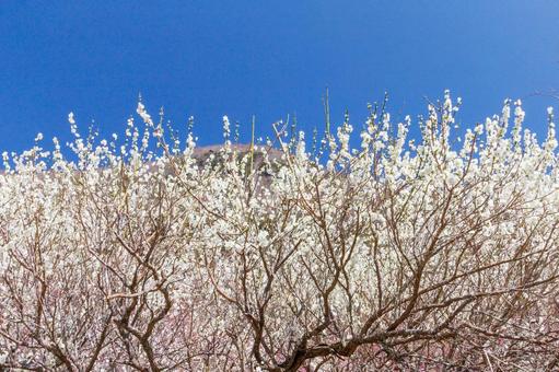 青空に映える満開の白梅 梅,迎春,梅の花の写真素材