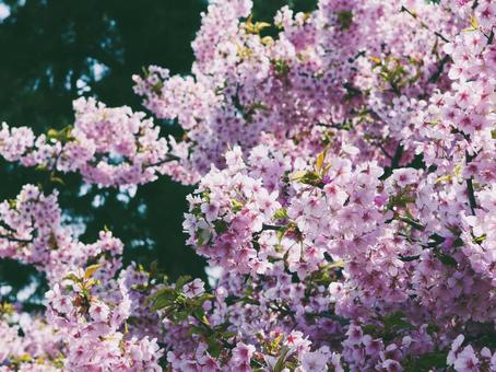 桜の写真