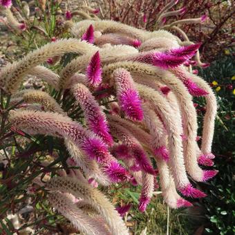 ケイトウ（鶏頭） ケイトウ,鶏頭,花の写真素材
