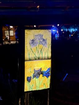 夜の堀切菖蒲園　ライトアップされる花菖蒲 堀切菖蒲園,5月,菖蒲の写真素材