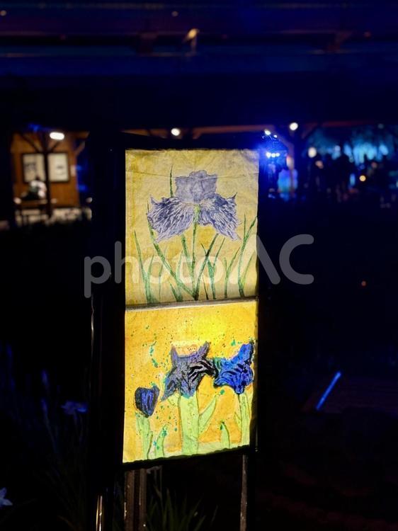 夜の堀切菖蒲園　ライトアップされる花菖蒲 堀切菖蒲園,5月,菖蒲の写真素材