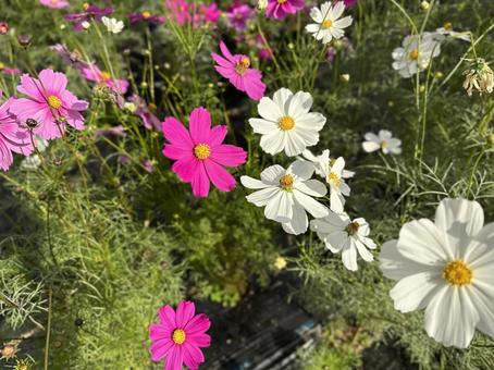 コスモス畑4 コスモス畑4 コスモス,花,秋の写真素材