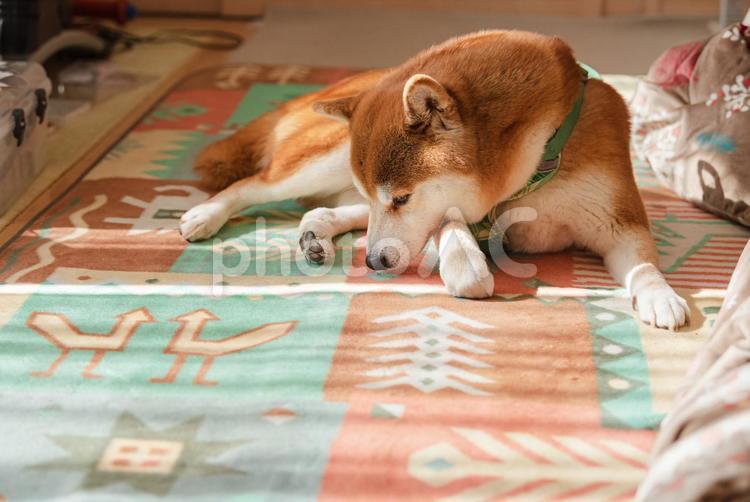 まったりくつろいで寝る体勢に入る柴犬 柴犬,しばいぬ,日本犬の写真素材