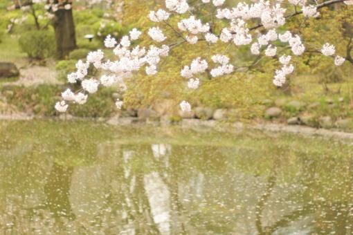 池と桜 池と桜の写真