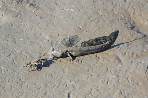 佐賀 芦刈町 ムツゴロウとシオマネキ3 ムツゴロウ,トビハゼ,ハゼの写真素材