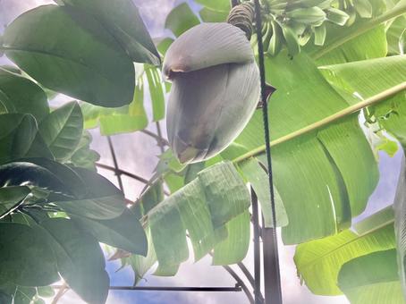 バナナの花 バナナの花の写真