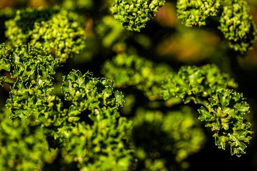 Green parsley, JPG Green parsley, JPG