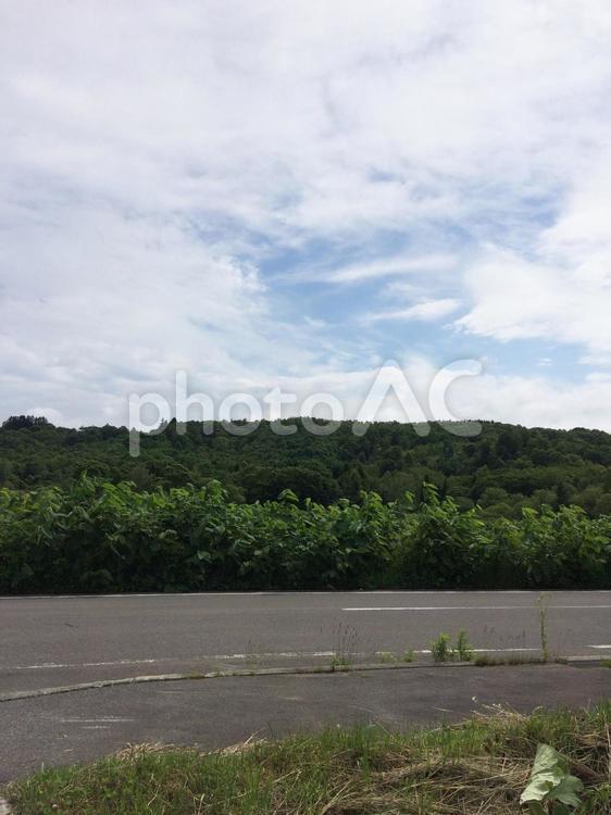 田舎の道と森（縦） 道,ブナ,木の写真素材