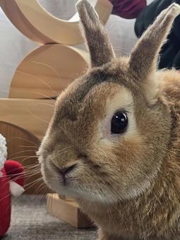 クリスマスの飾りとうさぎ クリスマスの飾りとうさぎの写真
