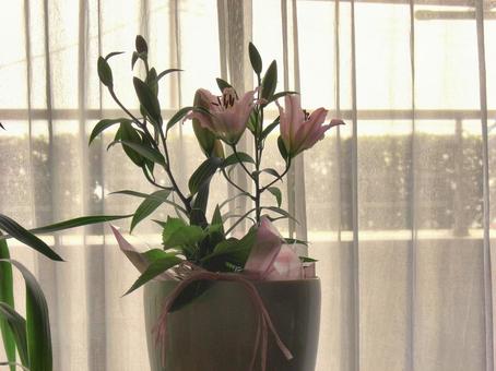 ユリの花-14 ユリの花-14の写真