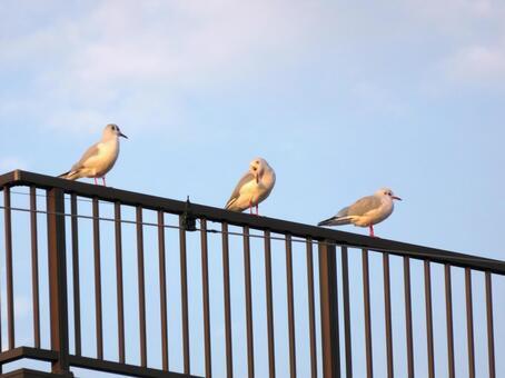 建物の屋上に止まる3羽のユリカモメ ユリカモメ,鳥,野鳥の写真素材