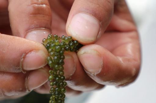 新鮮な海ぶどう 海ぶどう,クビレヅタ,海藻の写真素材