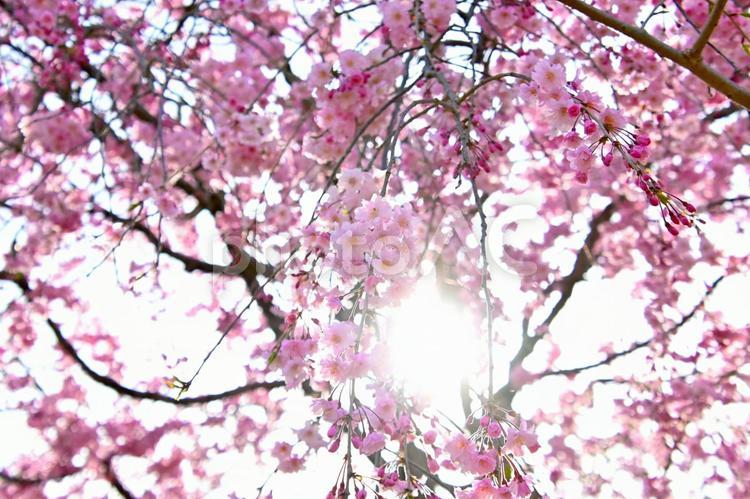 朝日に輝くピンク色のしだれ桜 枝垂れ桜,八重桜,桜色の写真素材