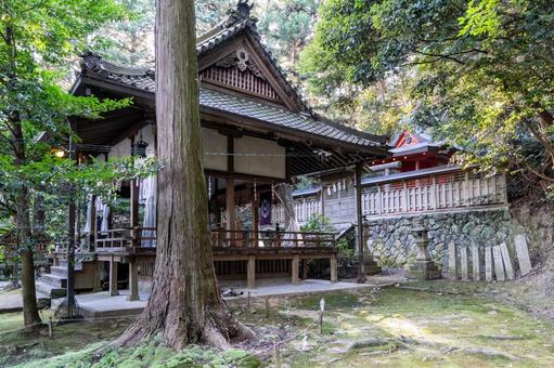 奈良　葛木御歳神社　本殿と拝殿 葛木御歳神社,神社,中鴨社の写真素材