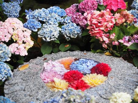 紫陽花 紫陽花の写真