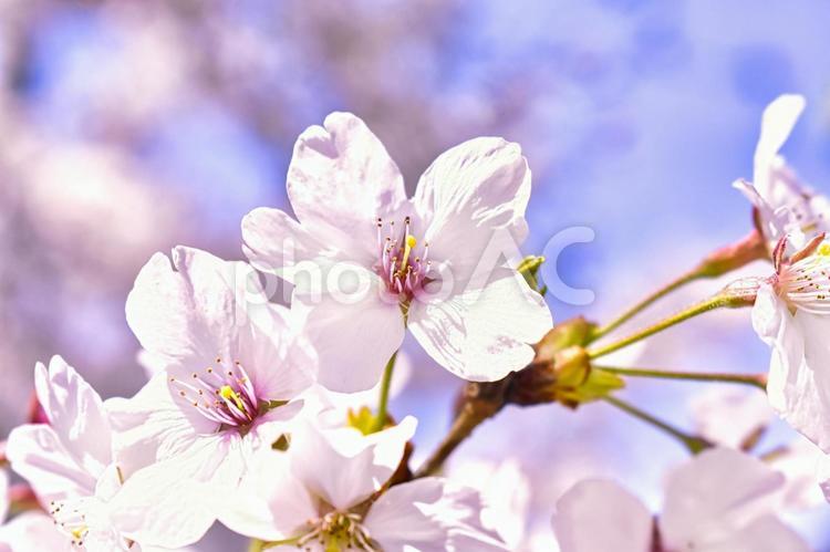 桜の花　アップ写真 桜,花,植物の写真素材