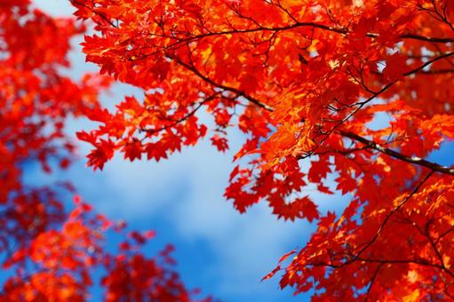 乗鞍高原の紅葉 乗鞍高原の紅葉 紅葉,もみじ,楓の写真素材