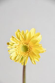 黄色いガーベラ 黄色いガーベラ ガーベラ,美しい,フラワーの写真素材