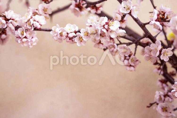梅の花のクローズアップ画像 和風,梅,梅の花の写真素材