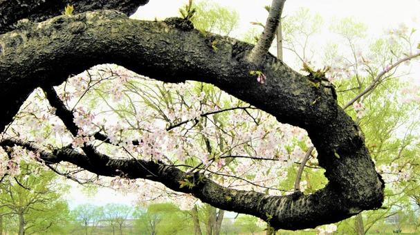 桜樹 桜樹の写真
