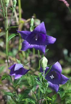 紫のキキョウの花 紫のキキョウの花 植物,花,キキョウの写真素材