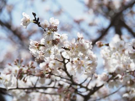 桜の花 桜の花の写真