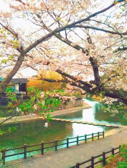 桜 桜の写真