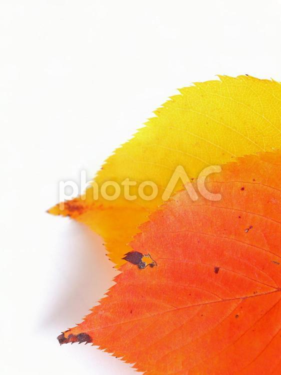 紅葉の落葉　秋のイメージ サクラ,紅葉,落葉の写真素材