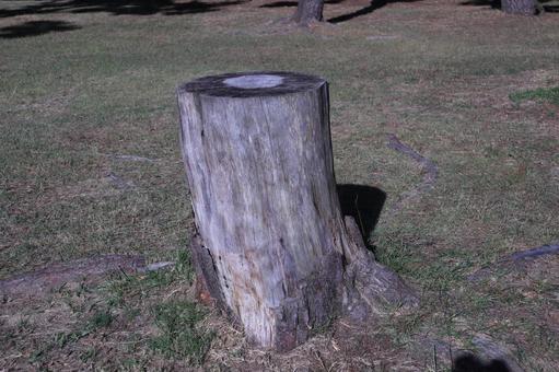 公園の切り株 公園の切り株の写真