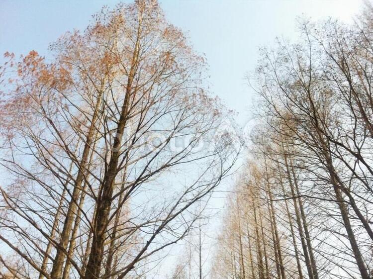 冬の木々 木,森,枯葉の写真素材