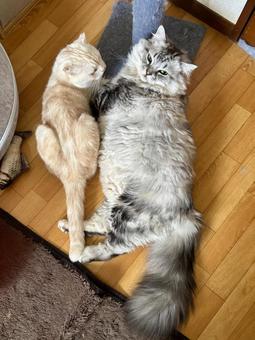 兄弟猫 兄弟猫の写真