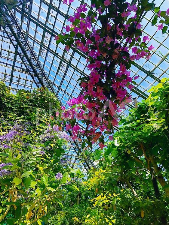 鮮やかなピンクのブーゲンビリア咲く温室 植物,熱帯植物,ブーゲンビリアの写真素材