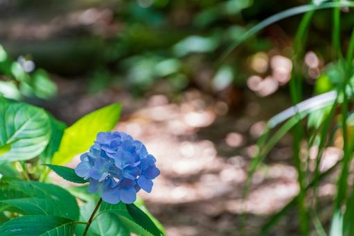 Photo, hydrangea, blue, flower, 