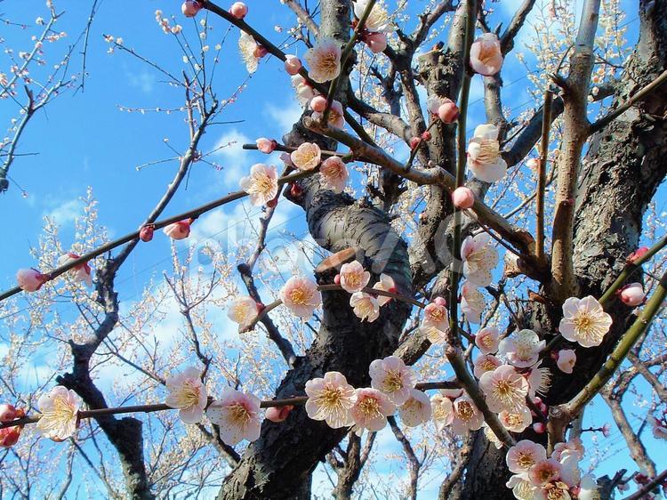 梅の花と新春の青空 梅,満開,開花の写真素材